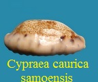 Cypraea caurica samoensis, Lorenz 2002